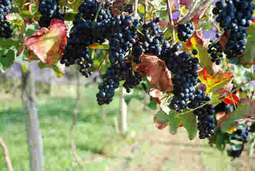 葡萄酒问答：智利标志性红葡萄品种是什么？