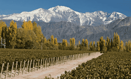 门多萨产区是阿根廷最大最重要的葡萄酒产区