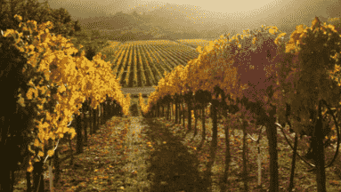 索诺玛是加利福尼亚州葡萄酒的摇篮