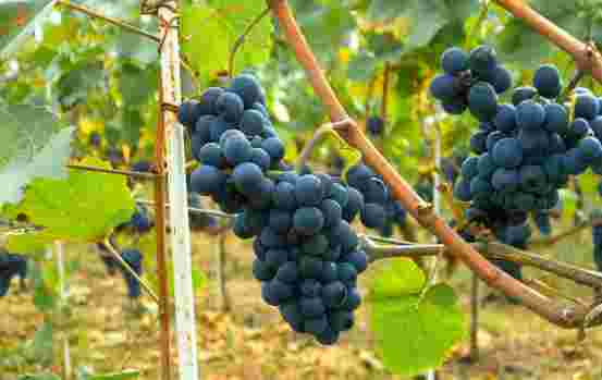 葡萄酒问答：智利的标志性红葡萄品种是什么？
