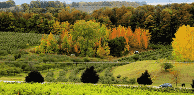 密歇根州葡萄酒产区位于美国中北部