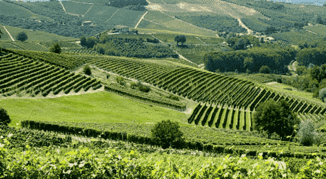 阿斯蒂地区的葡萄酒诞生于18世纪中期开始是各家酒庄自己生产
