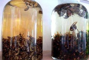 酒知识：蜂蛹可以用来泡酒吗？蜂蛹酒的制作方法