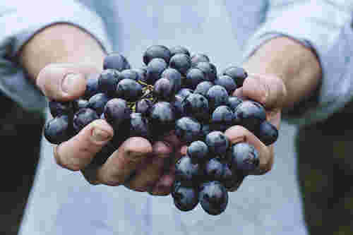 葡萄酒问答：赤珠霞和美乐的区别是什么？