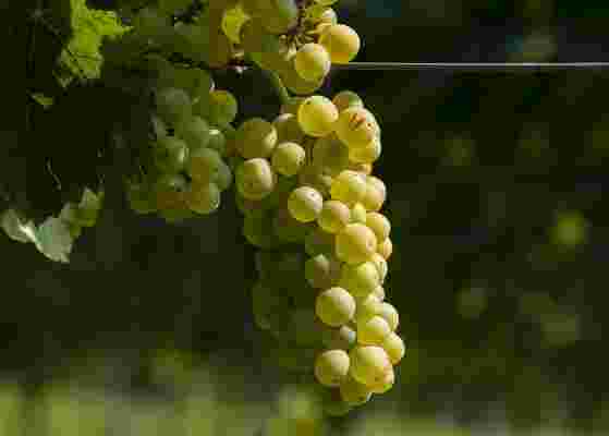 鸽笼白葡萄酒的特点是什么？