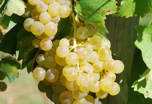 酒知识：酿造干邑的3种葡萄：白玉霓、白福儿和鸽笼白