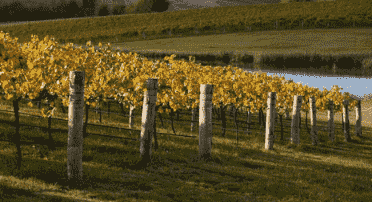 奥兰治产区最主要的白葡萄品种是长相思