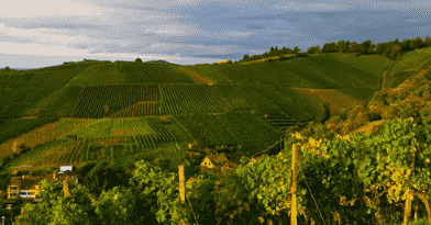 符腾堡产区主要种植的葡萄品种有特罗灵格