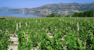 爱琴海岛产区的葡萄园面积约9000公顷