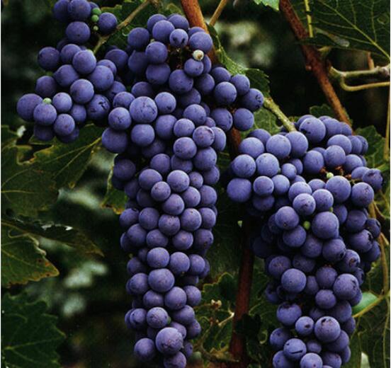 酒知识：cabernet sauvignon全球种植范围最广，赤霞珠红酒最具陈年价值