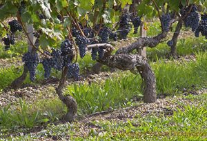 酒知识：美国种植面积最多的十个葡萄品种