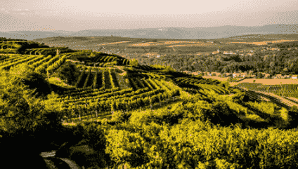 中部布尔根兰葡萄酒产区的土壤质地不一