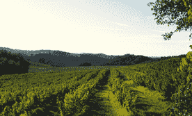 加亚克产区位于法国最古老的葡萄酒产区-西南产区