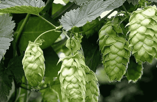 酒知识：啤酒花是什么，有利于形成泡沫的酿酒原料