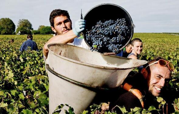 酒知识：61个法国葡萄酒庄园等级划分，一级酒庄出产的红酒品质最好