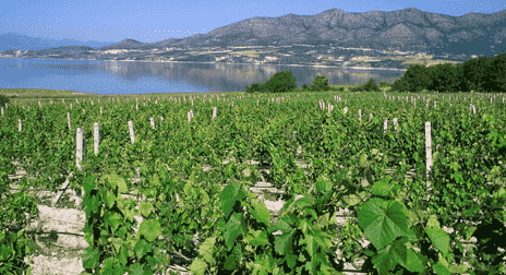 爱琴海岛产区是希腊的一个优质葡萄酒产区