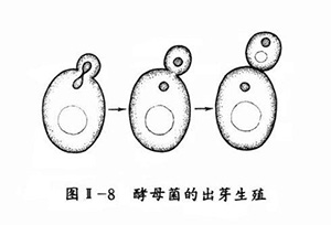 酵母菌