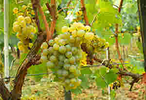 葡萄品种-夏多内