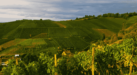 符腾堡产区是德国第四大葡萄酒产区
