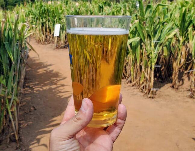 通过莱曼果园的玉米迷宫品尝啤酒