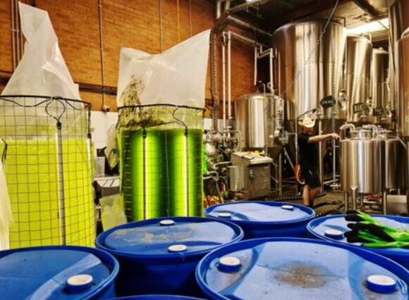 澳大利亚啤酒制造商通过向藻类提供碳来应对气候变化