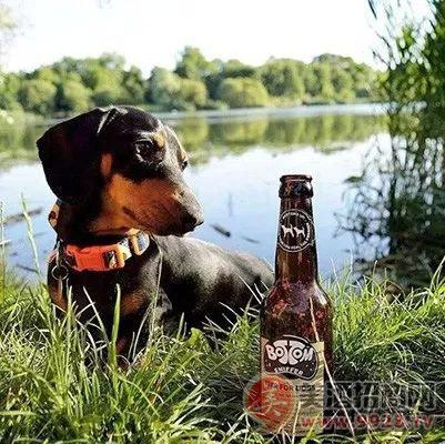 啤酒热点：哥斯达黎加有了“狗狗啤酒” 宠物也可当“酒友”